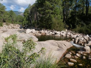 P1050702 mdsz8k - Eugenol