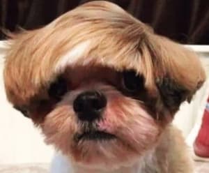 Screenshot 20191120 105747 2 oicrao - Eugenol