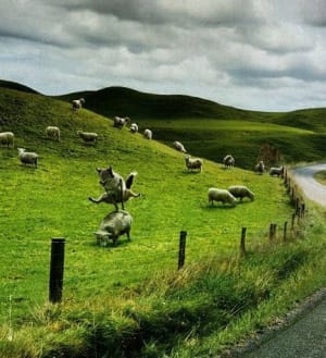 amibien saute les moutons bretons qb6k6g - Eugenol