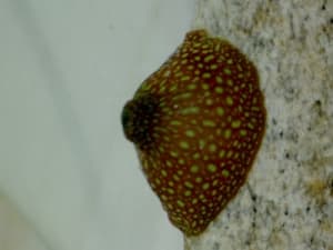 Anémone sympaticus bayqui - Eugenol