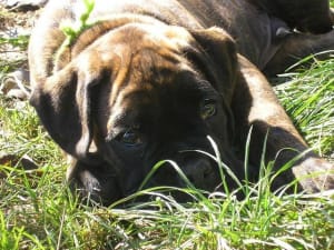 Angus2 k3wh07 - Eugenol