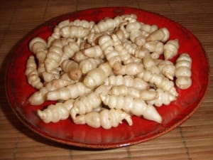 Asticots crus qaaxiz - Eugenol