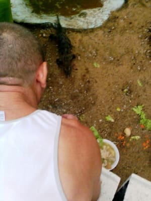 Bébé caïman l99g00 - Eugenol