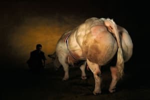 Belgian blue pxsby3 - Eugenol