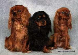 Cavalier king charles bcizzj - Eugenol