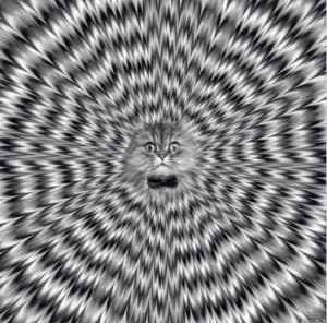 Chat lsd ychkwz - Eugenol
