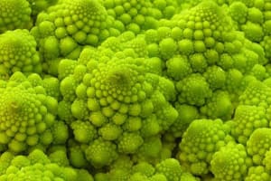 Chou romanesco vy6iq7 - Eugenol