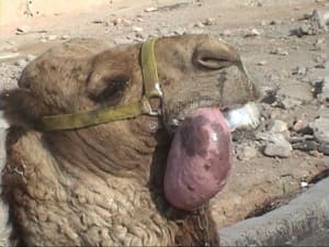 Dromadaire 1177455609 1199204 pjn5i0 - Eugenol