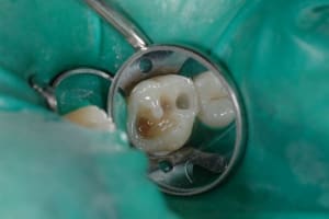 Dsc 2667 jglym1 - Eugenol