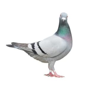 E0l5qdpxs24vqoamkkbc57qfn4n8 - Eugenol