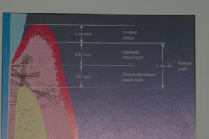 Espace biologique hklav5 - Eugenol