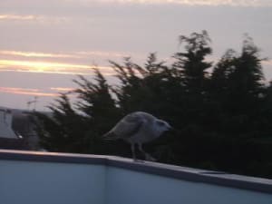 Goeland 3 mois tes5qx - Eugenol