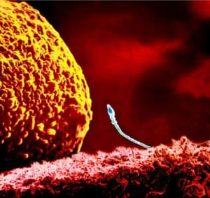 H 3 05112622 sperme x1p1 ori2222222 sm8ktt - Eugenol