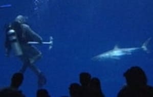 Hallboy aquarium wgnmvr - Eugenol