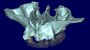 Jacques 3d101 dho0yf - Eugenol