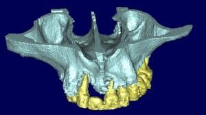Jacques 3d1 nzssty - Eugenol