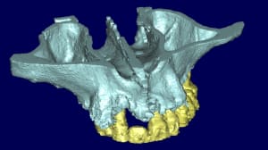 Jacques 3d me1ajd - Eugenol