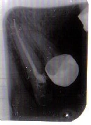 Lastscan canine b5zdyv - Eugenol