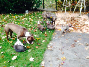 Meute kzzceg - Eugenol