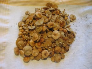 Mousserons qkhmqu - Eugenol