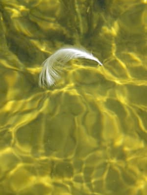 Plume2 rbjke2 - Eugenol