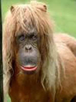 Poney cb1kiu - Eugenol