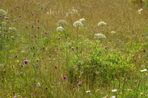 Prairie en fleurs a6yj96 - Eugenol