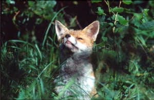 Renard soleil wbnfdf - Eugenol