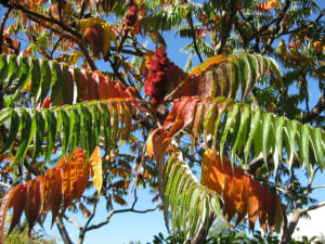 Rhus typhinia 2 luptnx - Eugenol