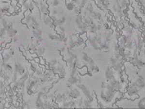 Spirochètes itf6xp - Eugenol