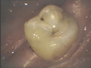Tarc4 wngj6y - Eugenol