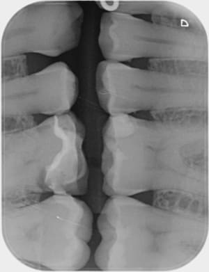 Uyc0zj8tmmyidt3dekjq - Eugenol