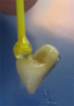 Vlva1 e3ollu - Eugenol