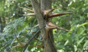 Xnyguwz6cjrwk4o3lxoyvt4doid6 - Eugenol