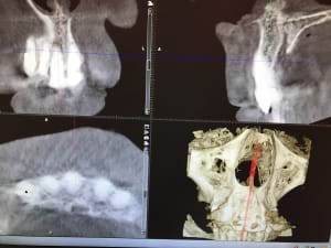 Yhp10edi6tizryy74qhb - Eugenol