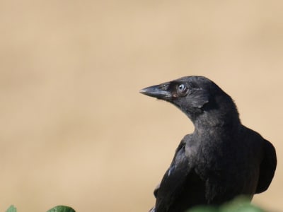 016 vfrj95 - Eugenol