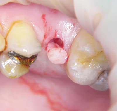 100 6375 quqkhc - Eugenol