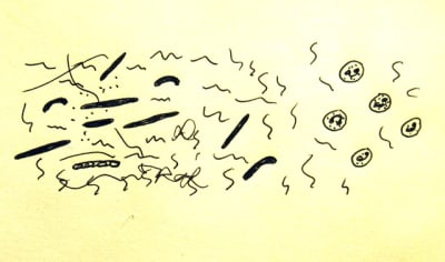 11 2b z0gvgt - Eugenol