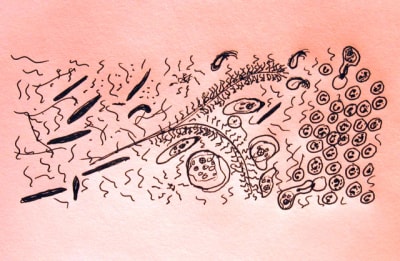 11 3b kkturz - Eugenol