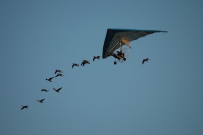 20050716010 nevers ymbdhb - Eugenol