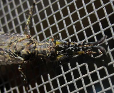 201007118 003 s0ui24 - Eugenol