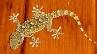 20100716 009 hft7ud - Eugenol