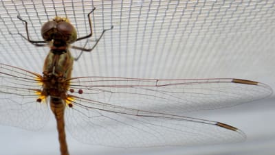 20100812 012 x4umr3 - Eugenol