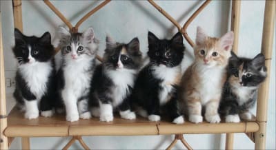 6chatons k61nvm - Eugenol