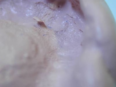 852 xbrews - Eugenol