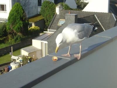 8 la met dans son assiette btim8d - Eugenol