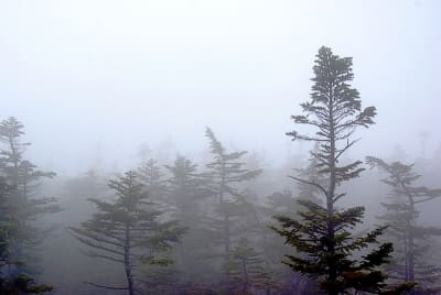 As7 odsic7 - Eugenol