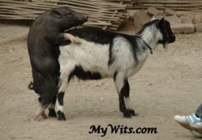 Alhoun et mac w9i9qq - Eugenol