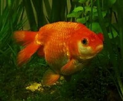 Avril kgj7rg - Eugenol