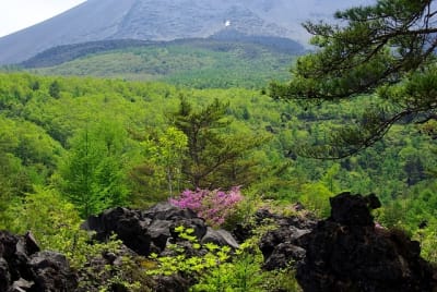 Bkg  11  i7haxs - Eugenol